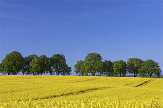 Farmland showing rape