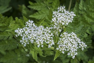 Sweet cicely