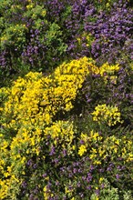 Flowering heather and gorse on top of cliff at the Pointe du Raz at Plogoff