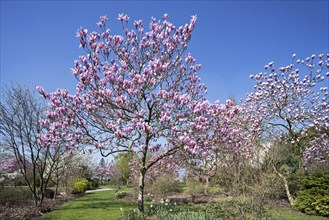 Flowering Magnolia Raspberry Ice showing pink flowers in spring in park