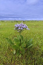 Common sea-lavender