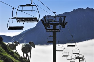Sheep and empty chairlift in the mist at sunrise along the Col du Tourmalet in the Pyrenees