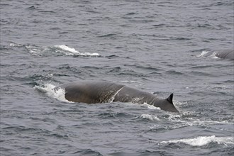 Two fin whales