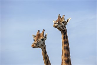 Male and female giraffes