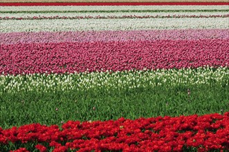 Colourful rows in field of cultivated tulips