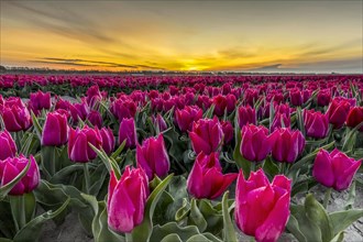 Dark pink tulips in tulip field at sunrise in spring