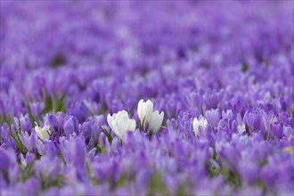 Close-up of white croci flowering in purple carpet of blooming crocuses