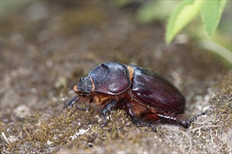 Stag beetle female