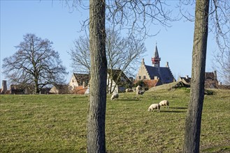Sheep grazing in polder and the Damme town hall in winter