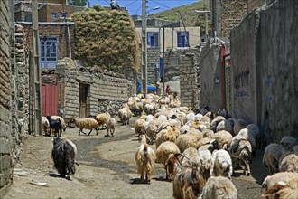 Flock of sheep in street of the dusty