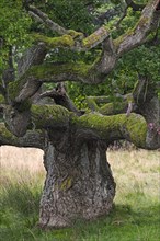 Solitary old English oak
