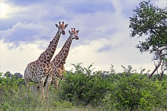 Two South African giraffes
