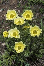 Yellow alpine pasqueflower