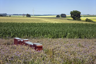 Beehives along maizefield in farmland