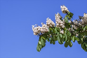 Blossoming horse-chestnut
