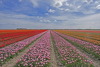 Rows of red