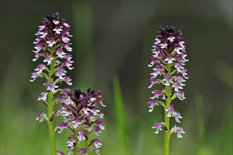 Burnt orchids in flower