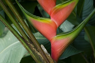 (Heliconia) orthotricha in flower in cloud forest, Costa Rica, Central America