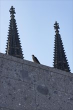Dove on a wall in front of the spires of Cologne Cathedral