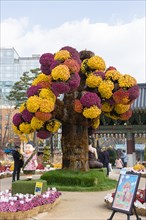Chrysanthemum Festival