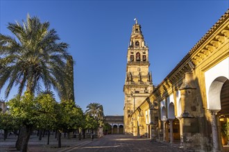 Orange Courtyard and Bell Tower of the Mezquita