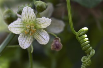 White Bryony