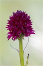 Black vanilla orchid