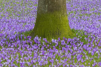 Purple carpet of blooming crocuses