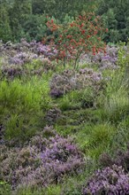 Heather flowering in heathland and rowan at the Hoge Kempen National Park
