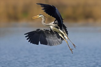 Grey heron