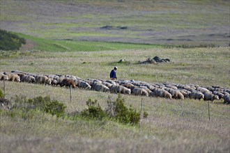 Shepherd herding flock of sheep near Castro Verde