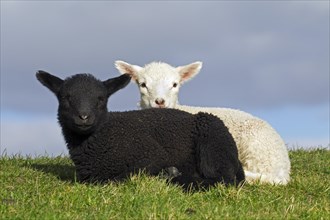 Black and white lambs of Friesian dairy sheep resting in meadow