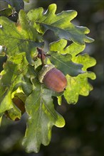 Acorns and leaves of English oak