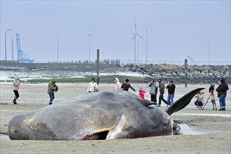 Tourists photographing stranded sperm whale