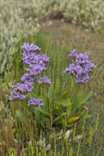 Common sea-lavender
