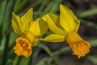 Close-up of the Dutch yellow daffodil cultivar