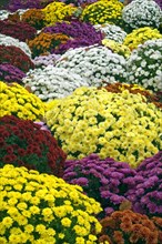 Colourful bouquets of Chrysanthemums in different colours at cemetery