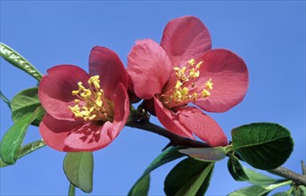 Flowering Japanese quince