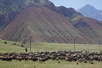 Kyrgyz shepherd on horseback herding flock of sheep in the mountains of the Osh Province