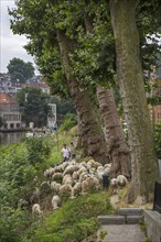 Shepherd herding flock of sheep along steep canal bank in summer in the city Ghent