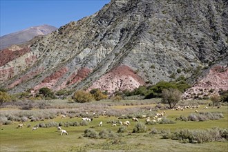 Flock of sheep grazing in the colourful Quebrada de Humahuaca