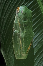 Splendid leaf frog