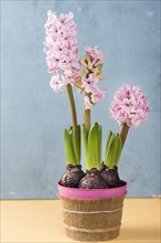 Flower pot hyacinth