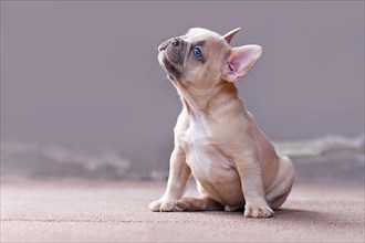 Dreamy small lilac fawn colored French Bulldog dog puppy with blue eyes looking up in front of gray wall
