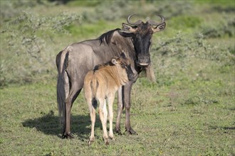 Wildebeest