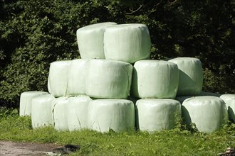 Grass silage packed with green plastic sheeting