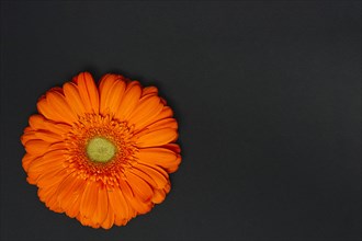 Orange gerbera flower dark table