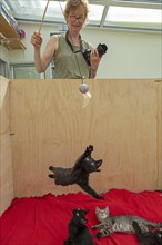 Woman makes nine-week-old kitten jump
