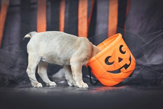 Funny French Bulldog dog puppy with head in spooky Halloween trick or treat basket in front of black and orange paper streamers