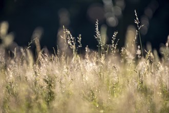 Grasses of a tall meadow in evening light
